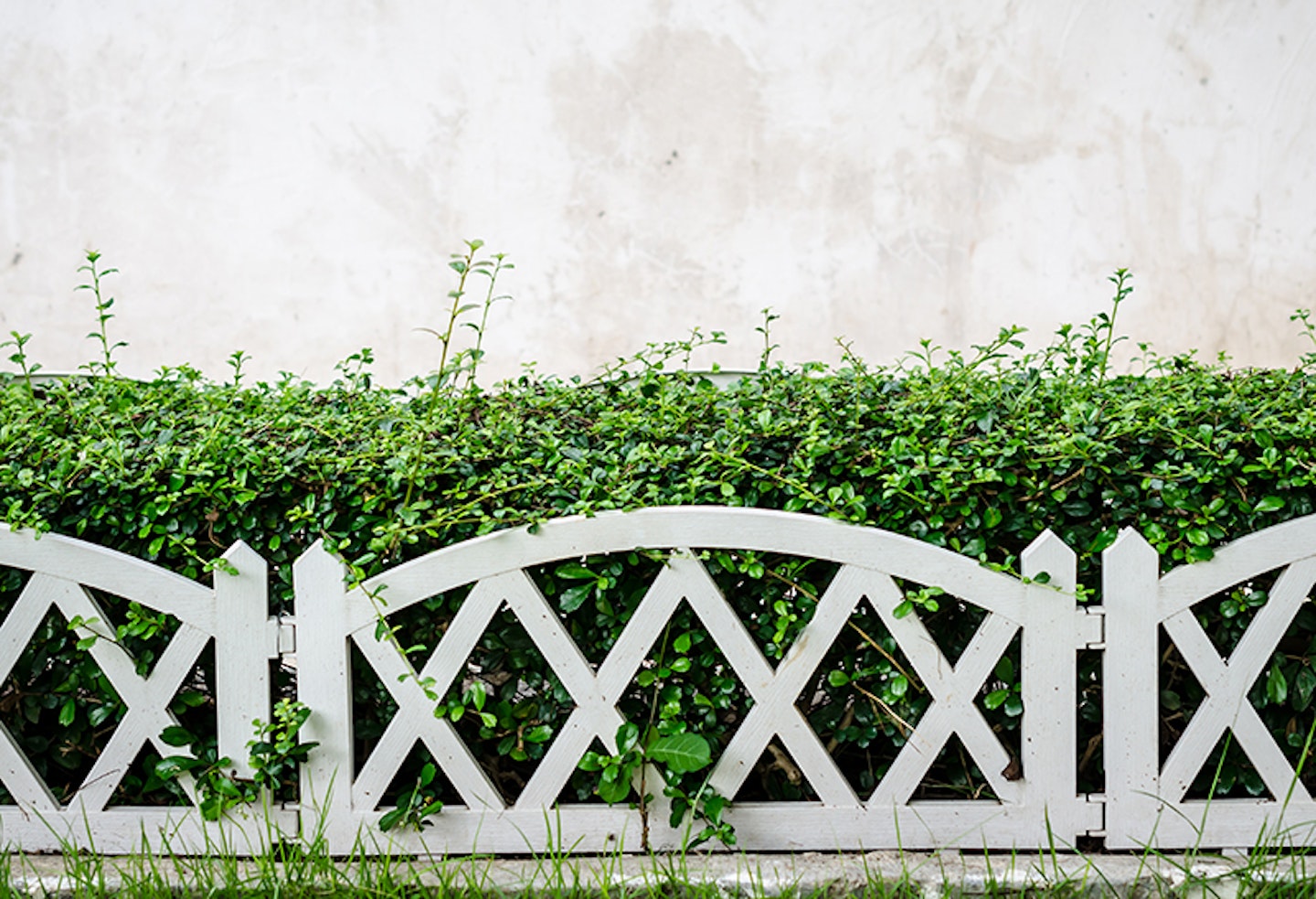 fence and hedging