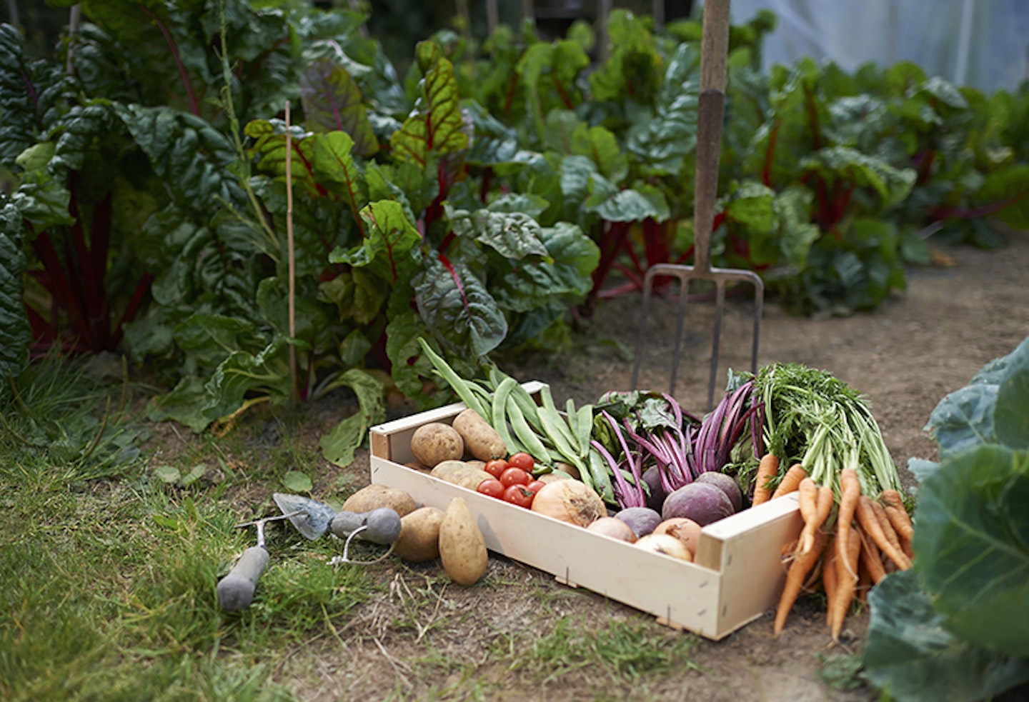 vegetable patch