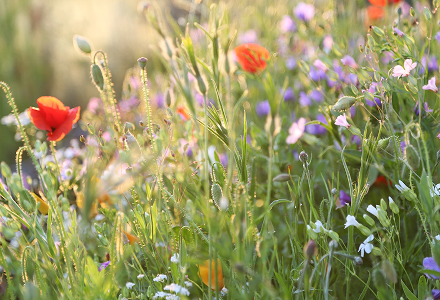 wildflowers