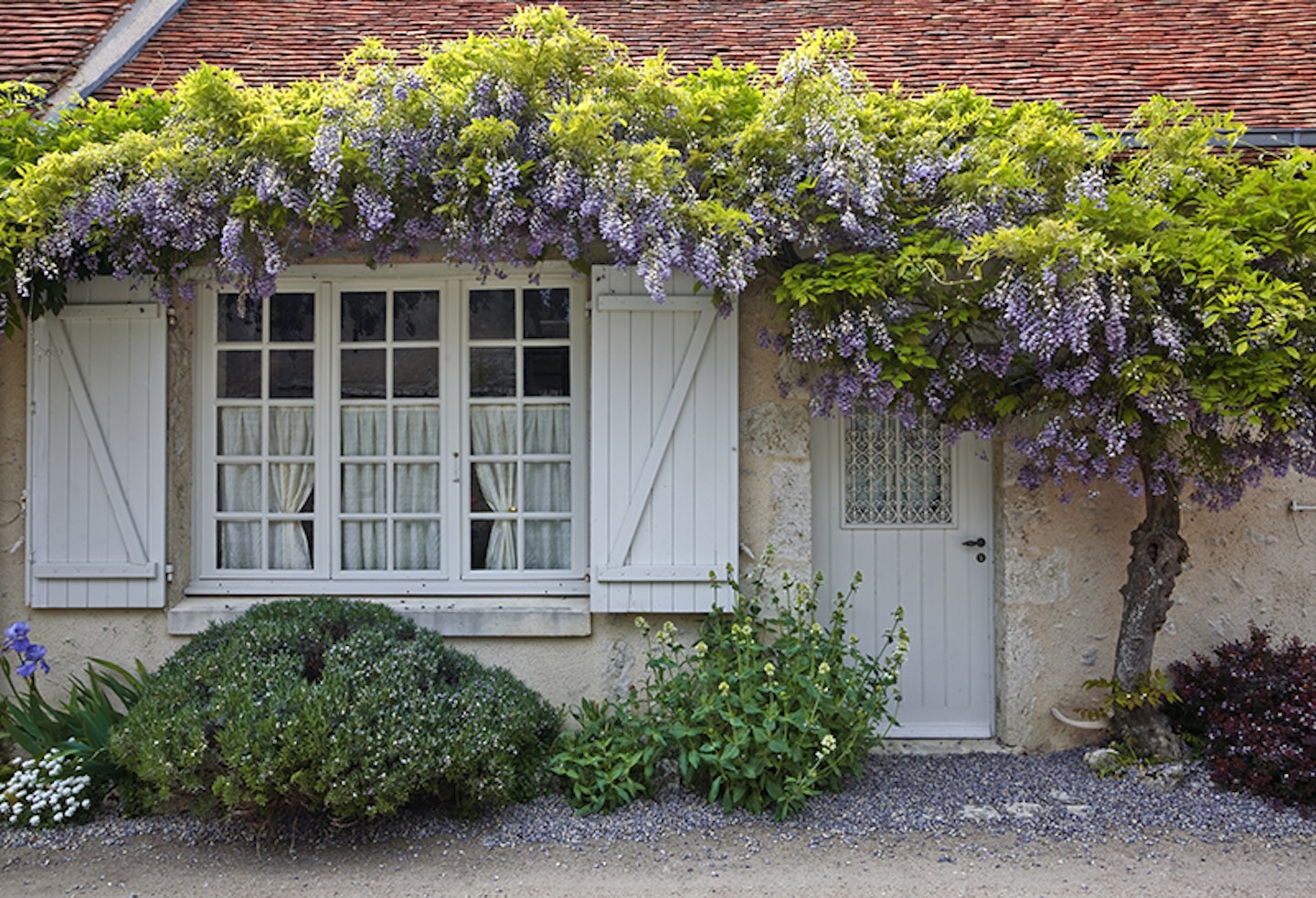 wisteria