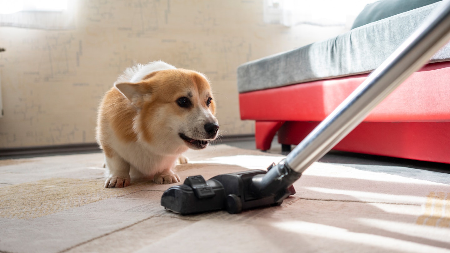 Vacuuming with pets