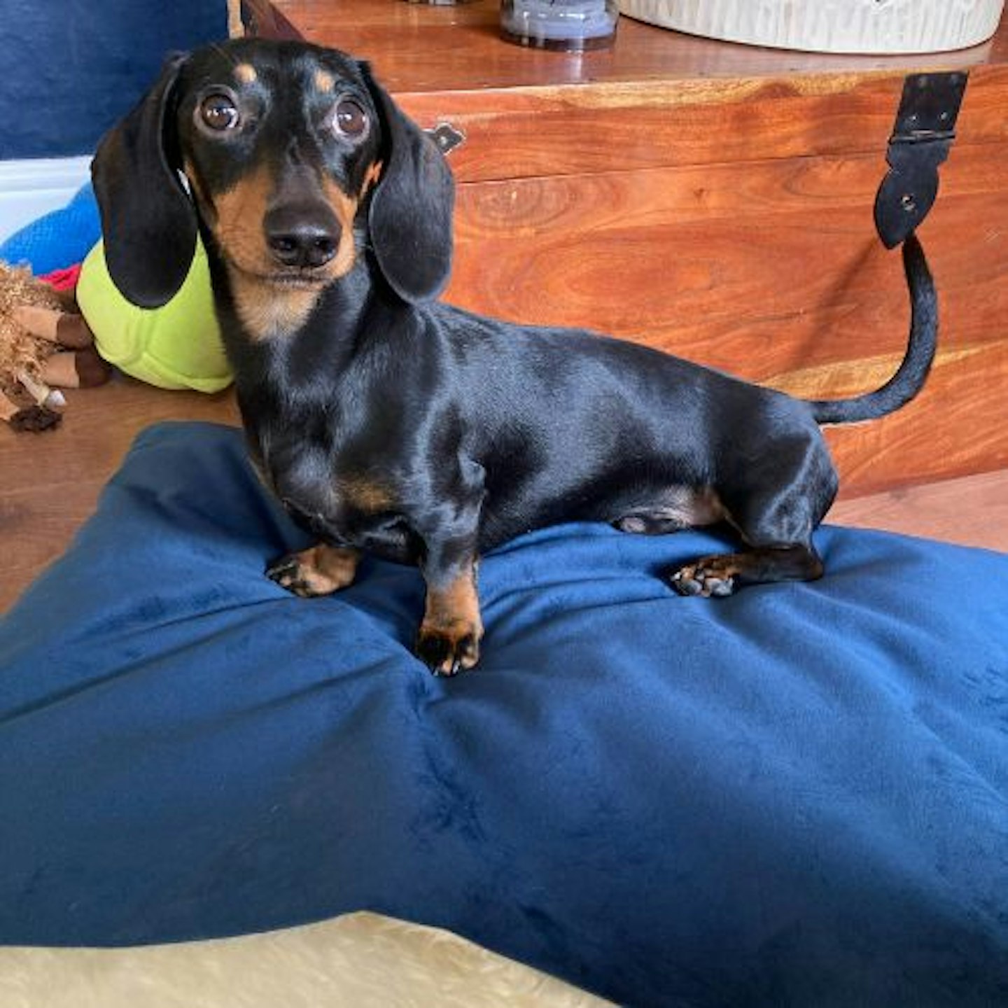 Otis testing the Charley Chau Dog Snuggle Bed in Velour