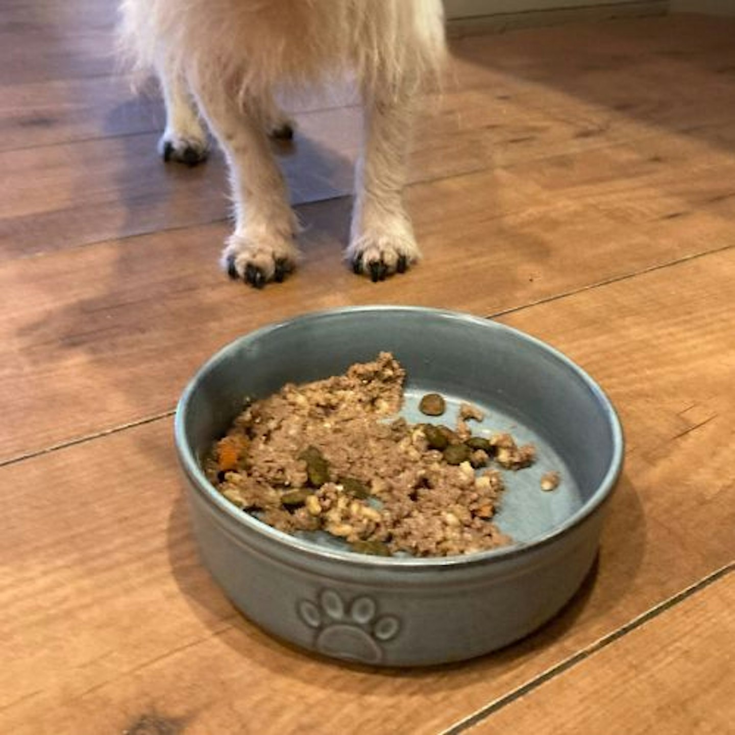 Toby testing the Mason Cash Reactive Paw Bowl