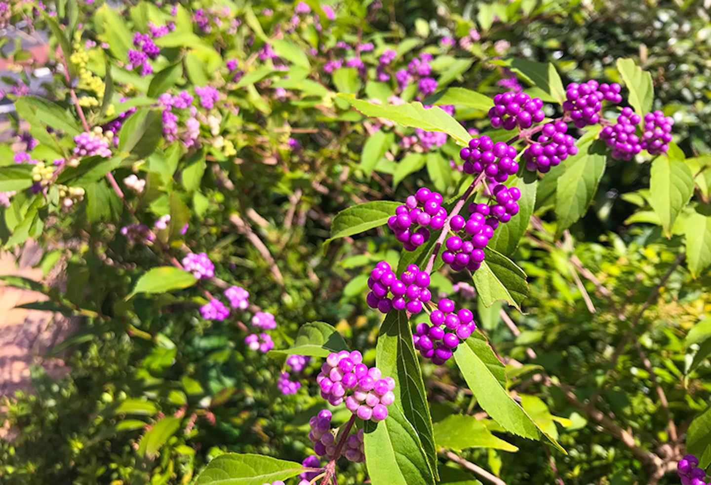 Beautyberry, Callicarpa