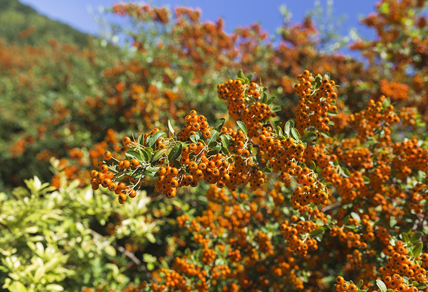 Pyracantha