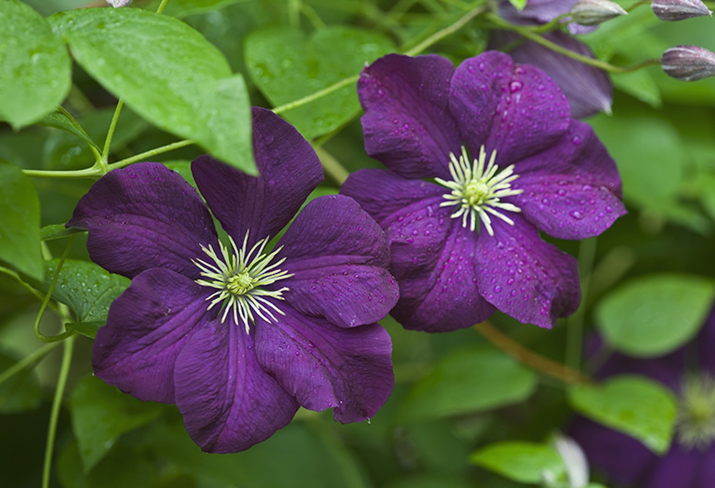 clematis