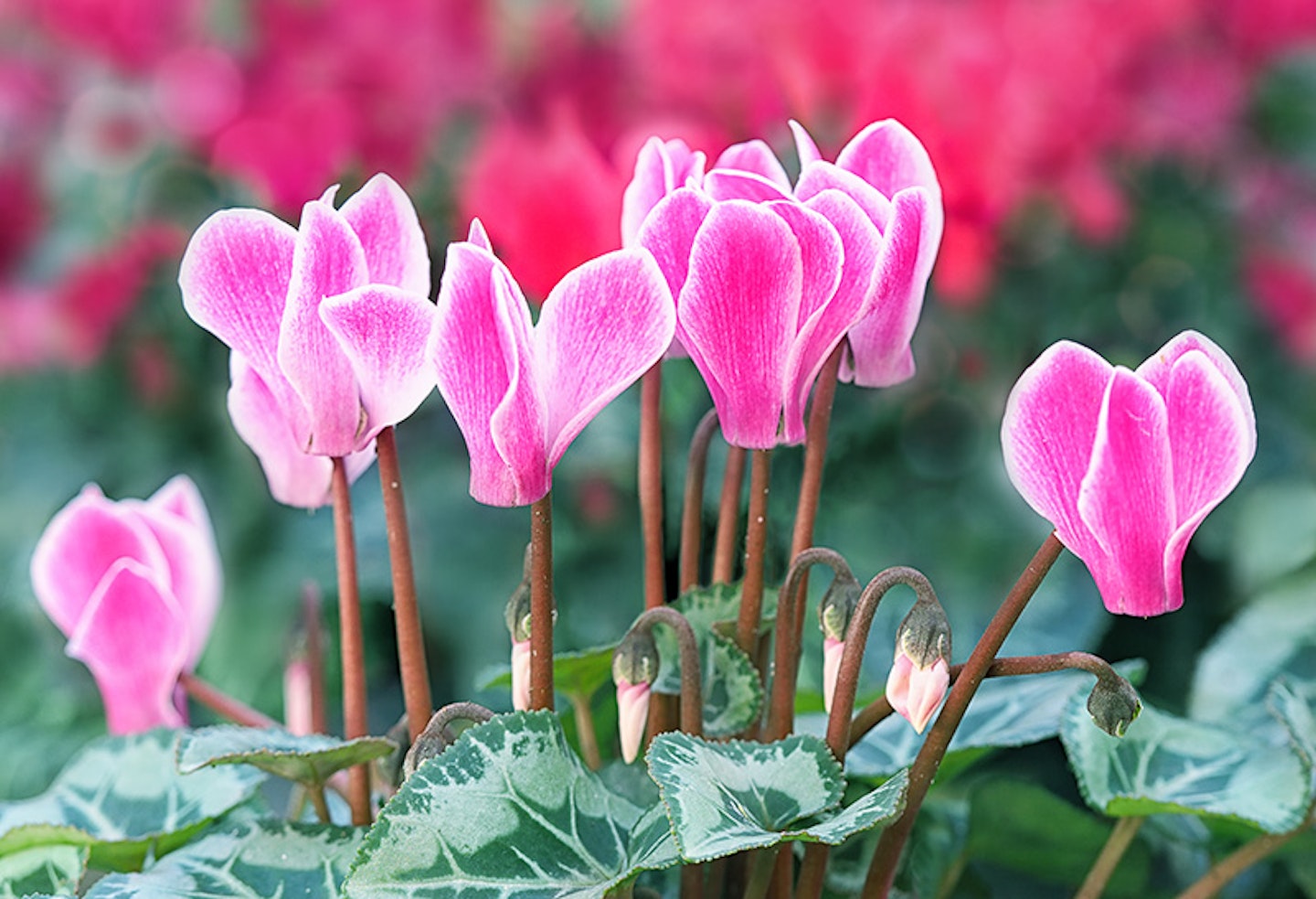 cyclamen