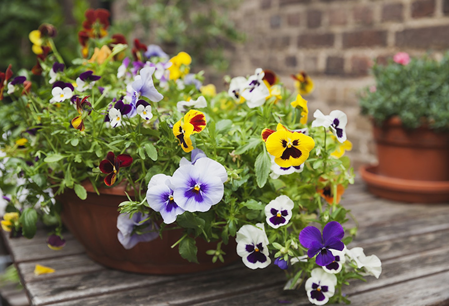 pansies