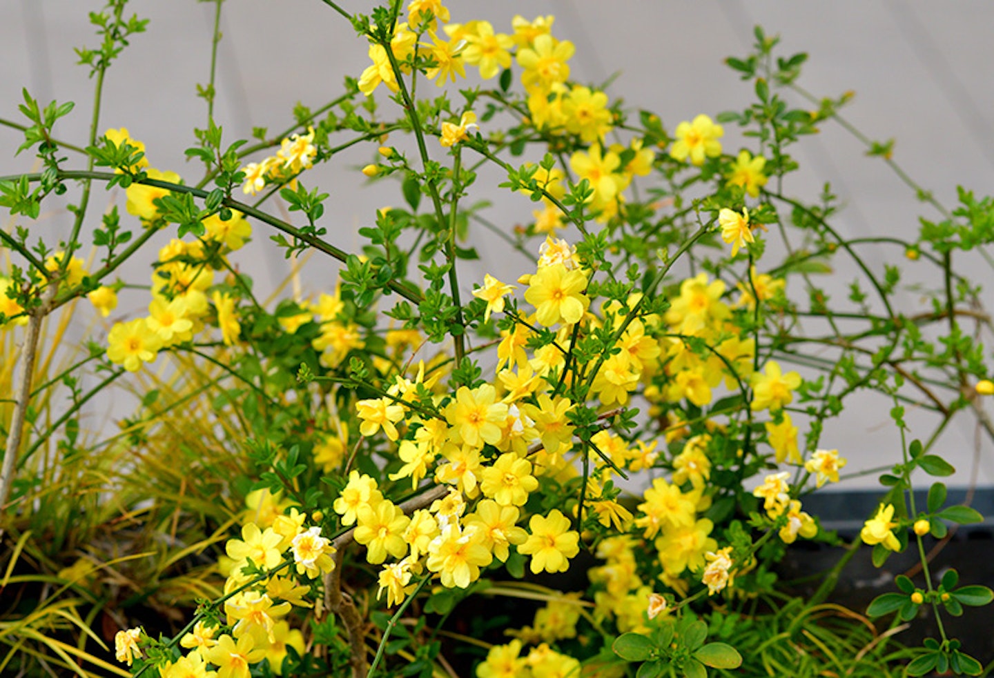 winter jasmine