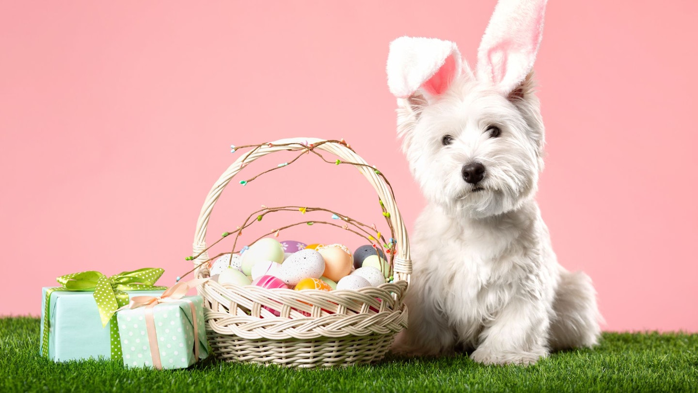 Easter dog treats