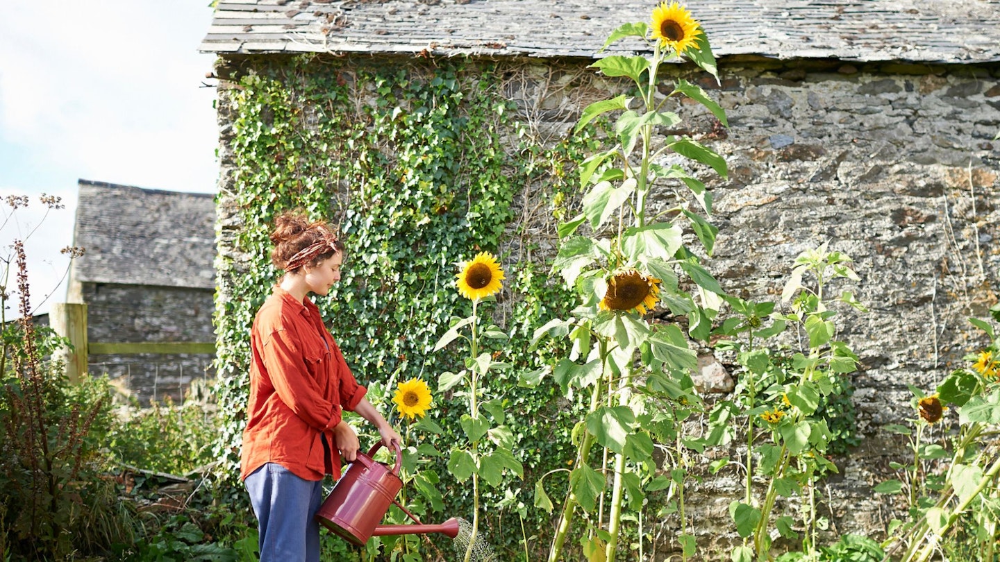 A woman waters her prize sunflowers with a red watering can.