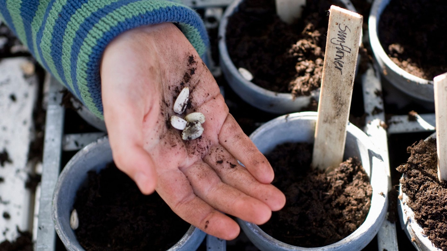 Planting sunflower seeds, hand with seeds, compost and pots beside