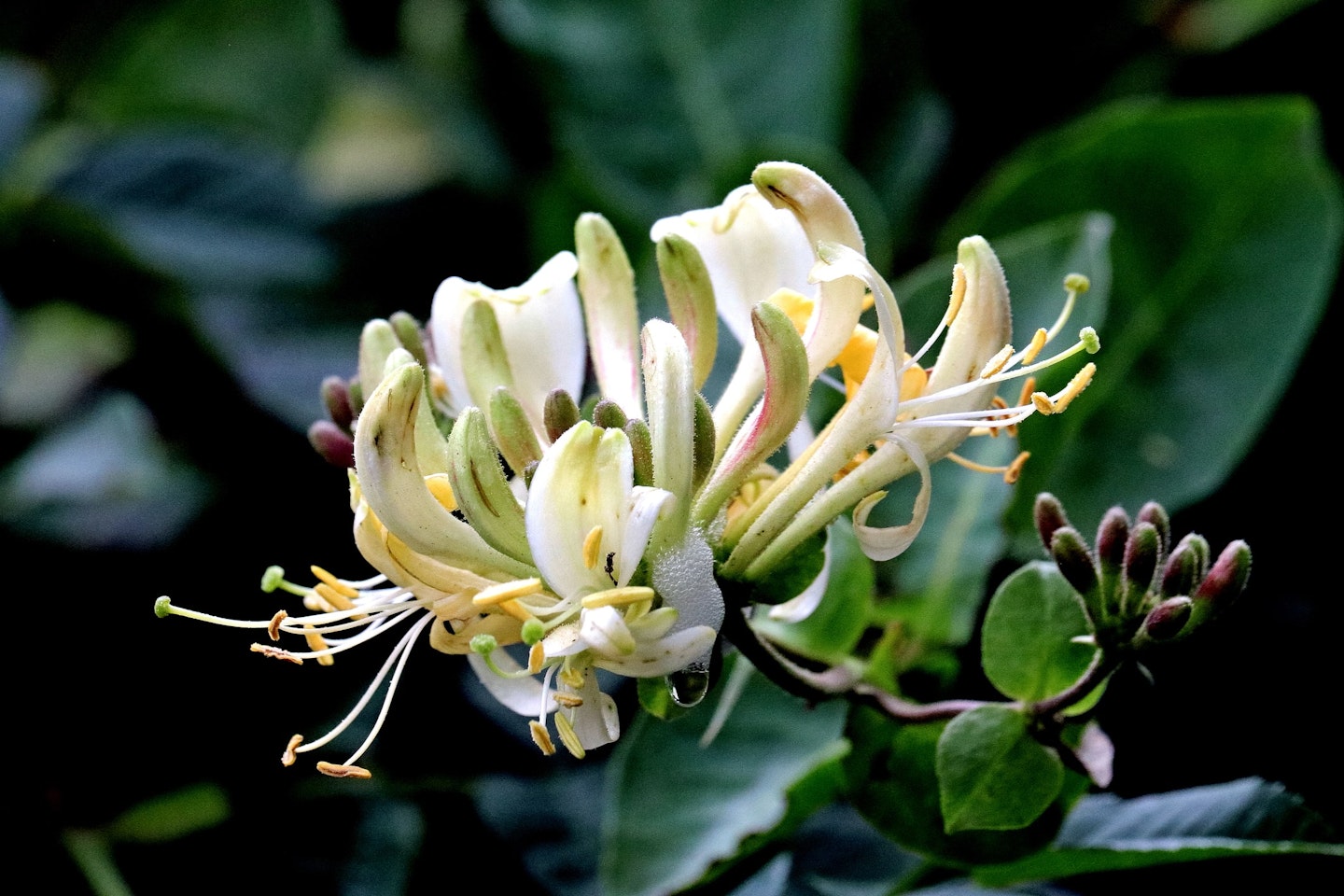 honeysuckle