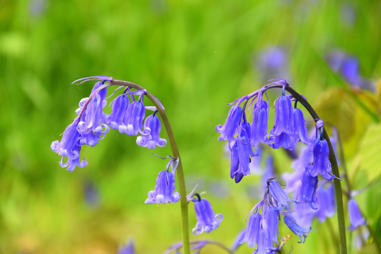 bluebells