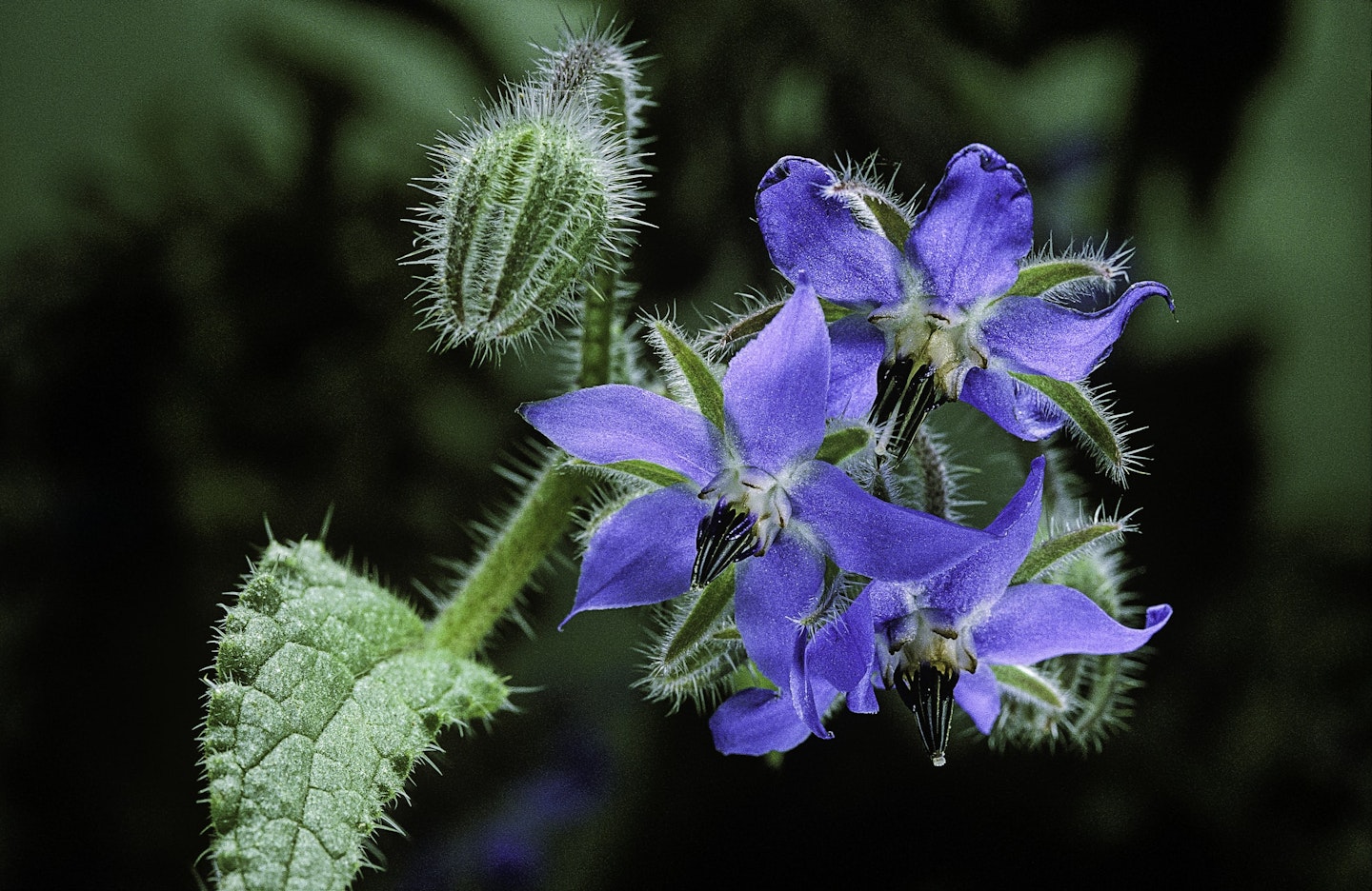 borage