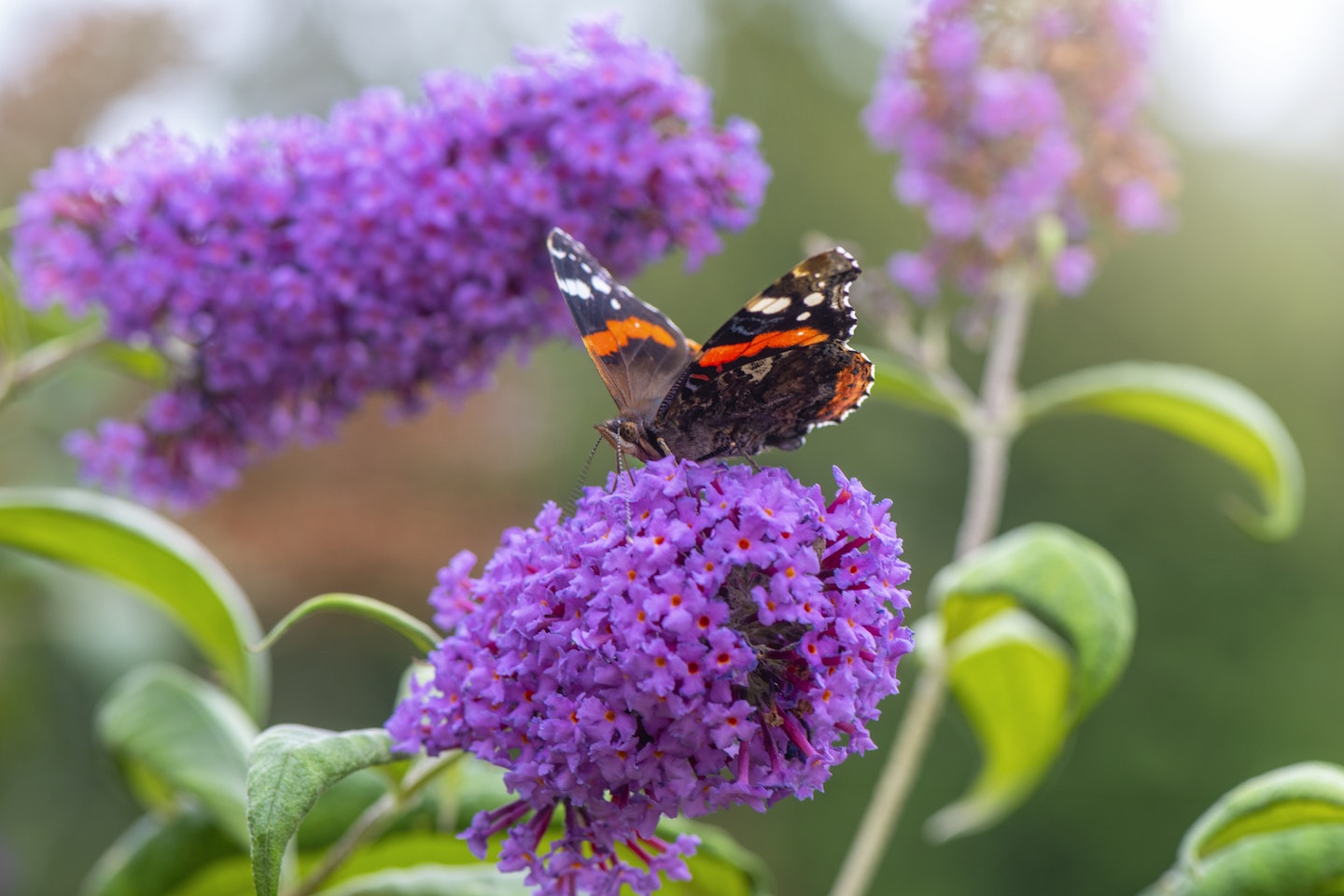 butterfly bush