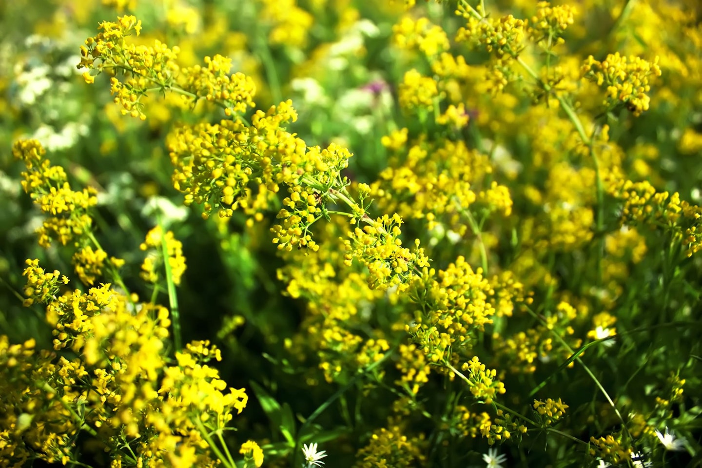 lady's bedstraw