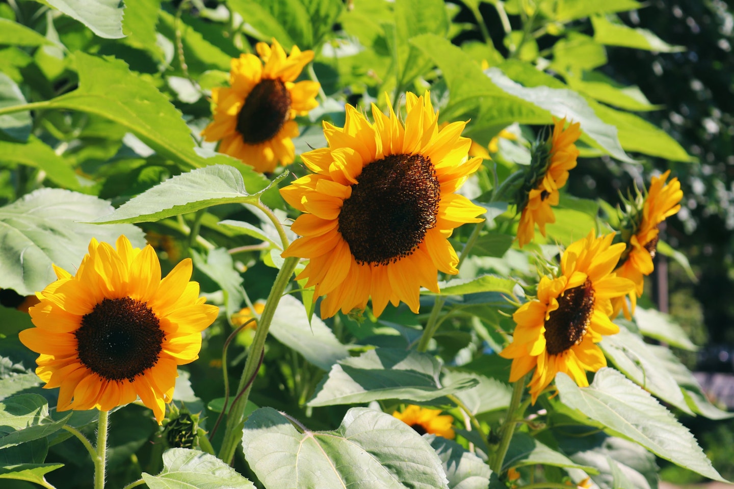 sunflowers