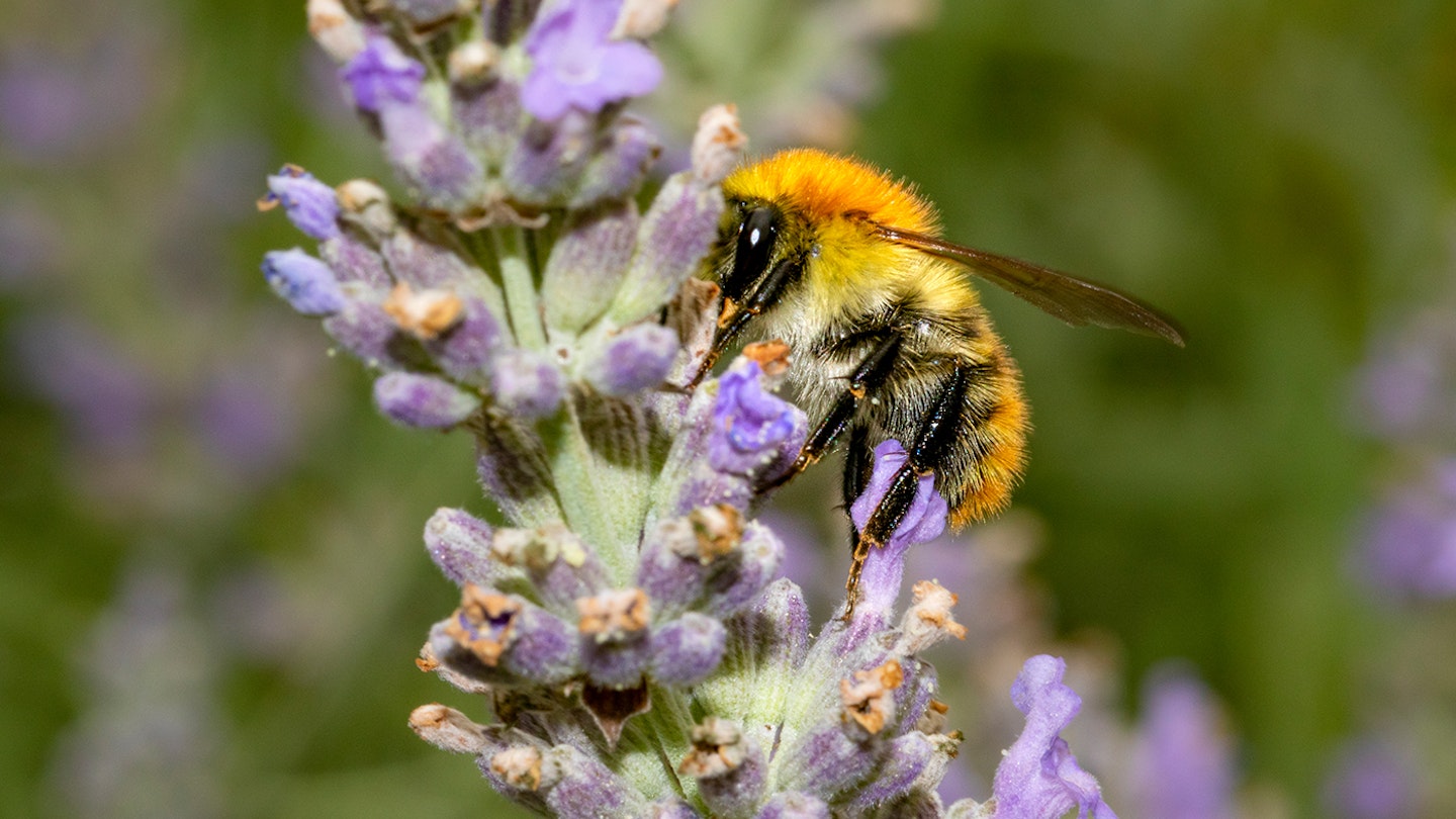 pollinator friendly plants