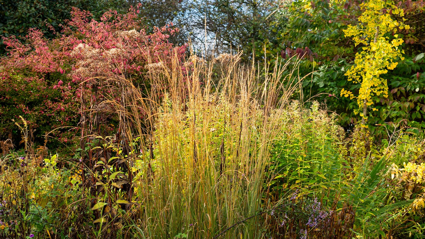 autumn plants