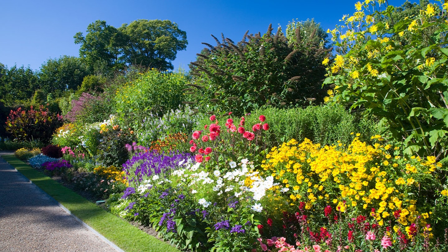 colourful plants