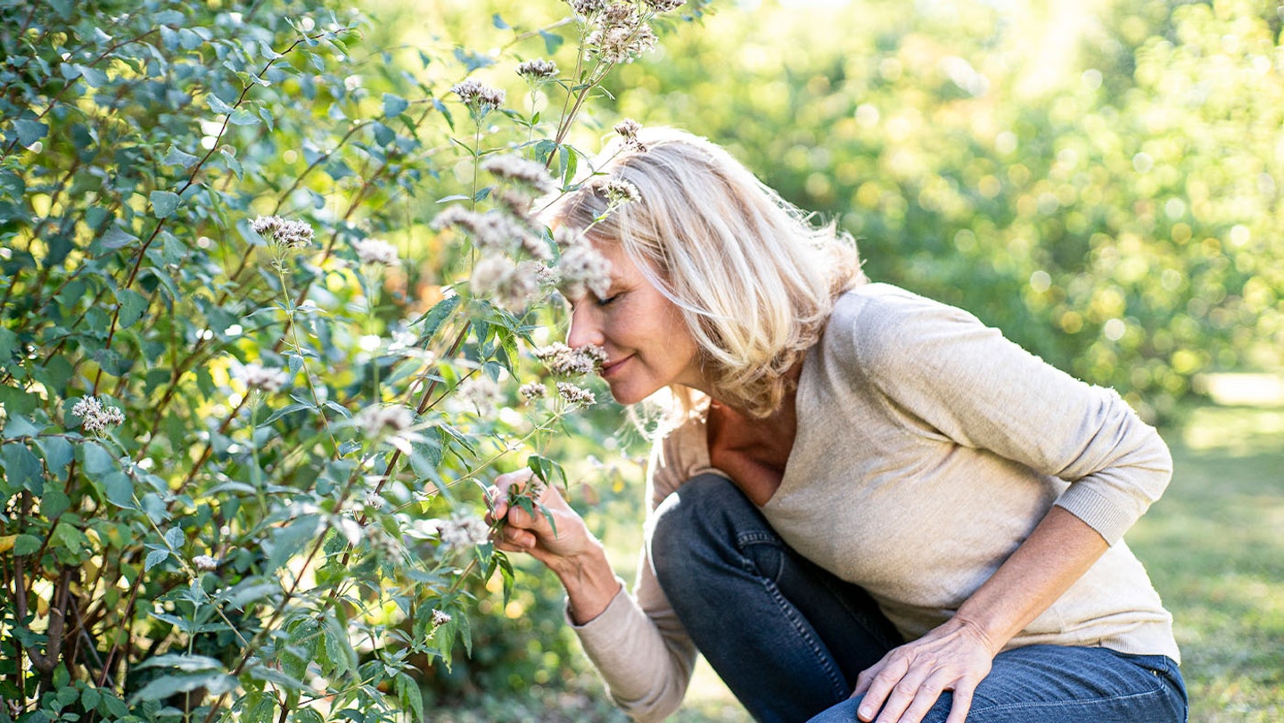 smelling-plants