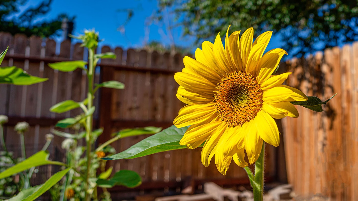 tall-sunflower