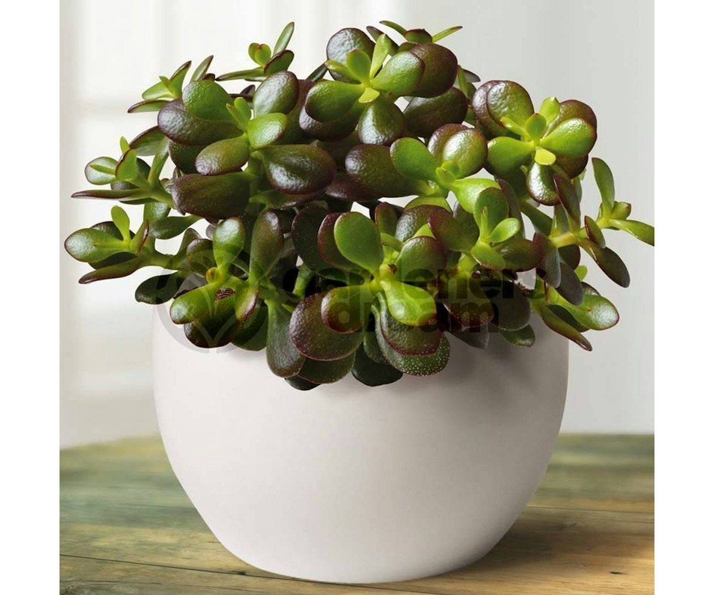 best-indoor-succulents-UK