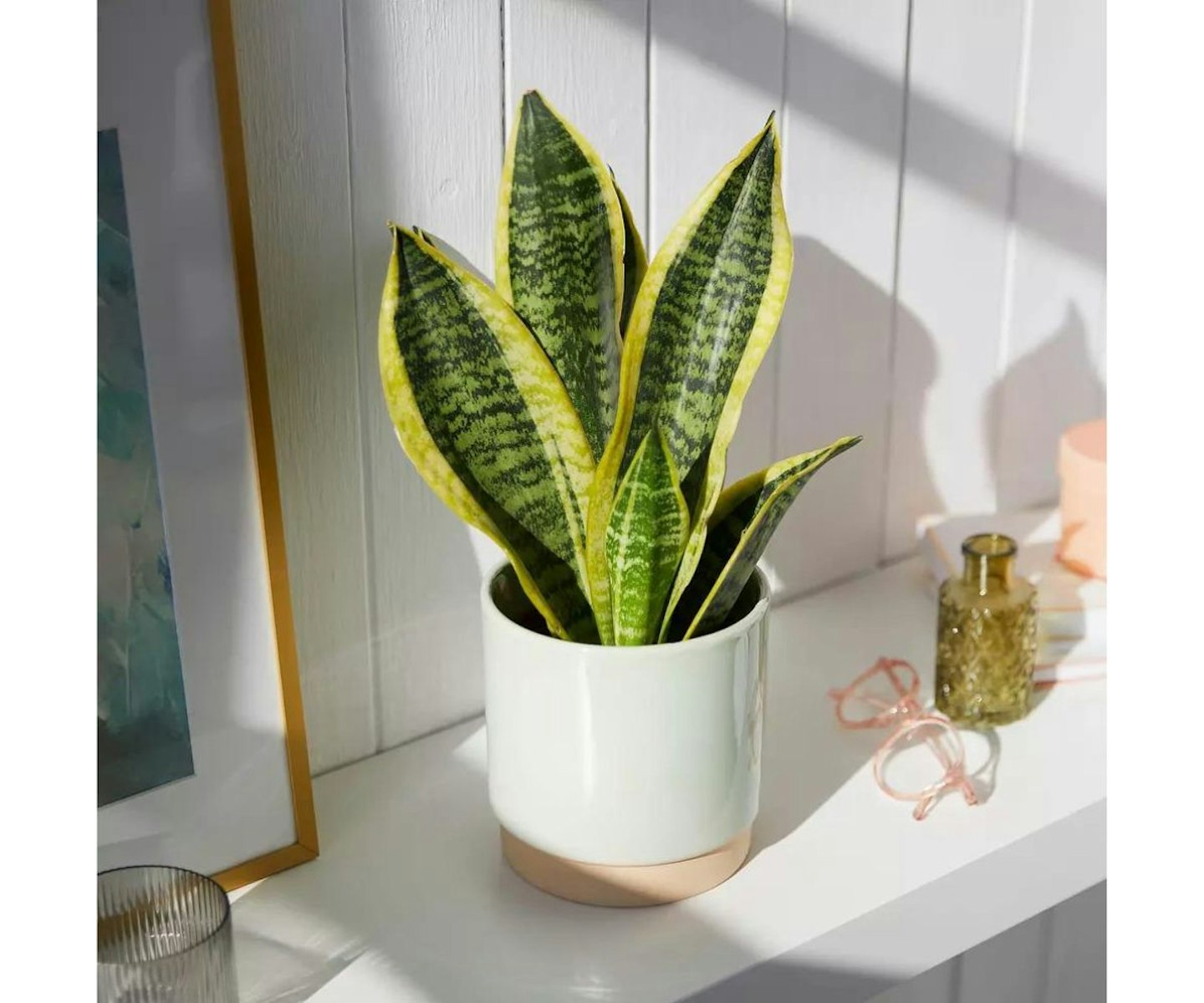 best-indoor-succulents-UK