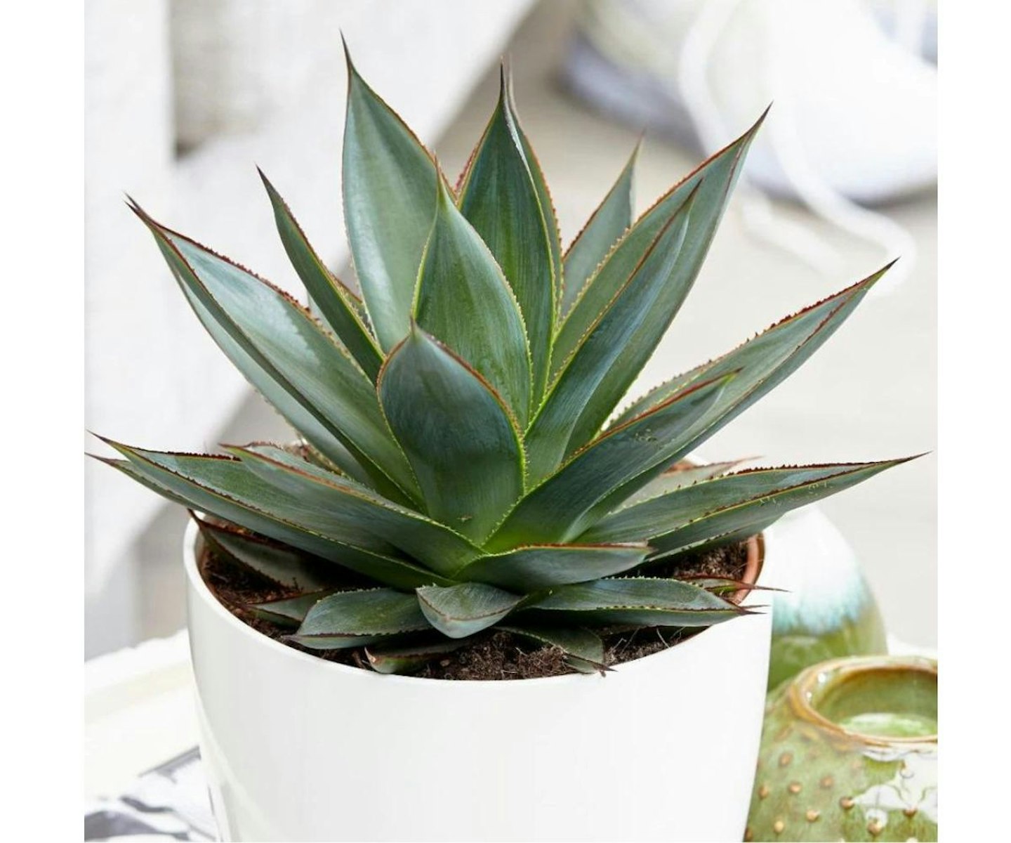 best-indoor-succulents-UK