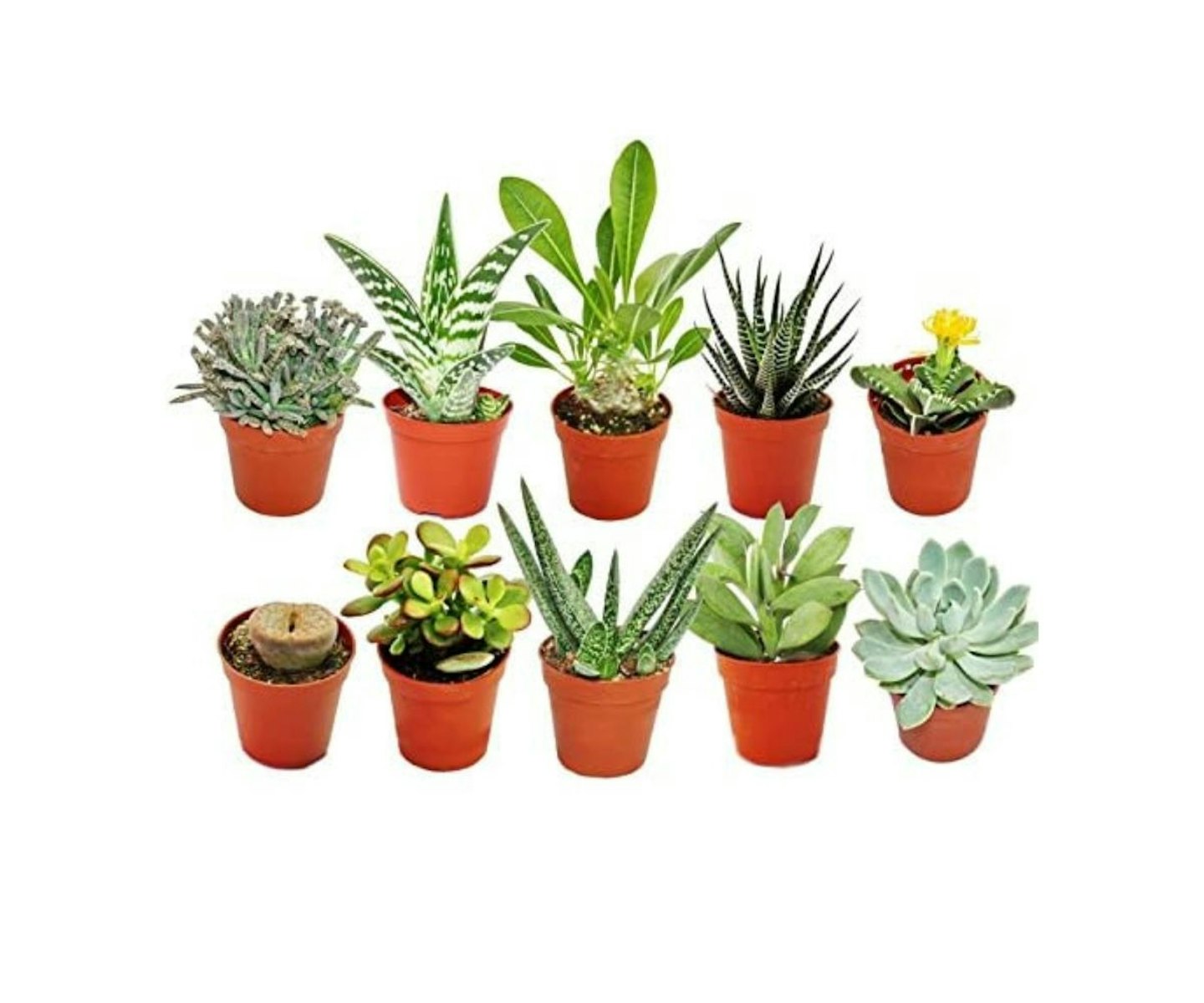 best-indoor-succulents-UK