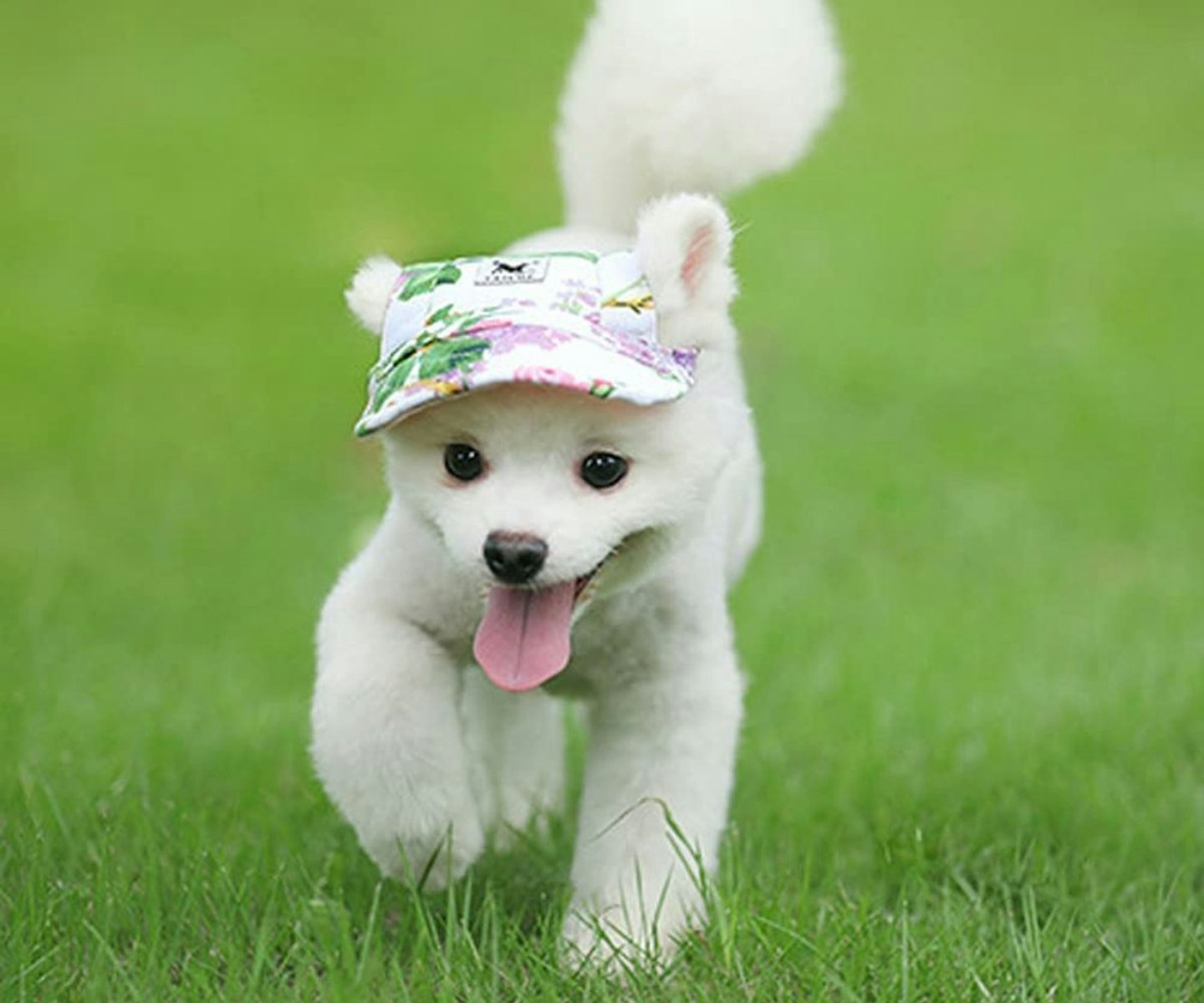 dog-sun-hats