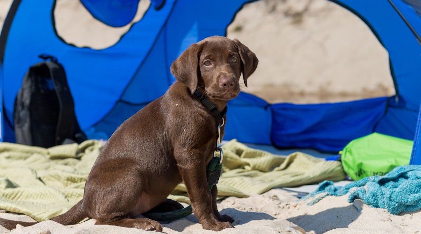 A Labrador puppy sat in front of a dog sun shade on the beach