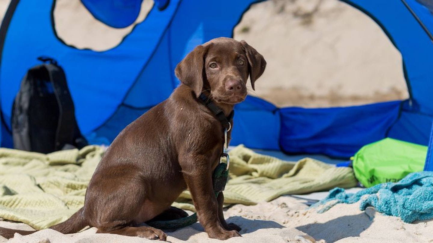 A Labrador puppy sat in front of a dog sun shade on the beach