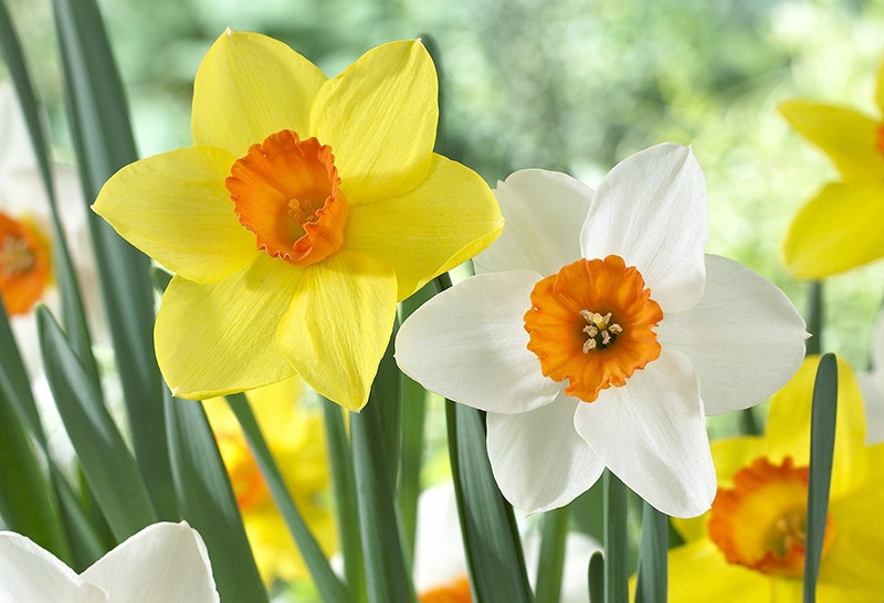 Daffodils to remember | Life | Yours