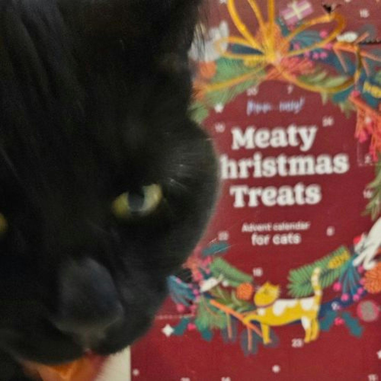 Pets at Home Christmas A Meaty Treat Cat Advent Calendar