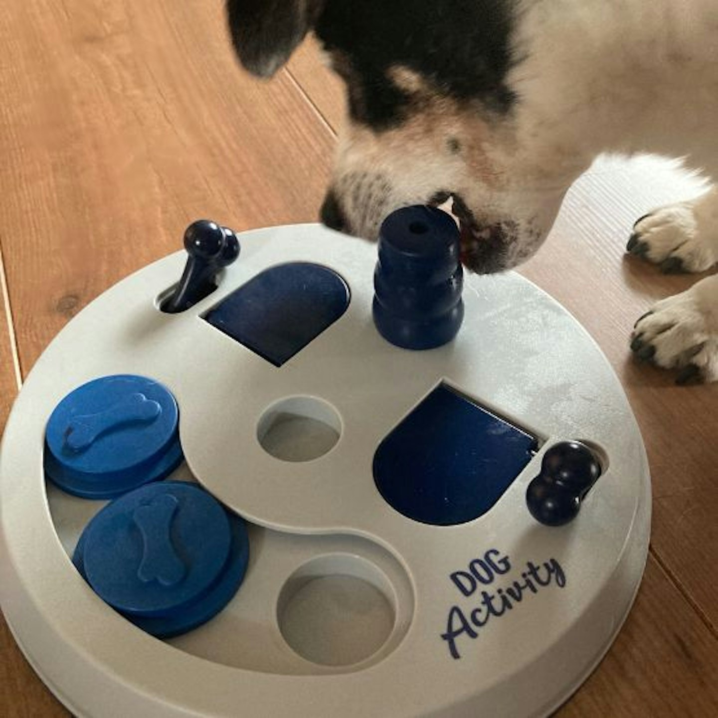 Bailey, a senior Jack Russell Terrier using the TRIXIE Intelligence Dog Activity flip board (dog puzzle)