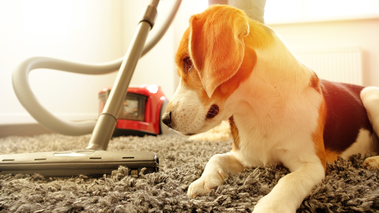 Dog on the carpet looking at a hoover