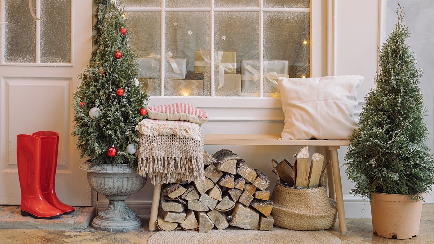 Caring for your potgrown Christmas tree Life Yours