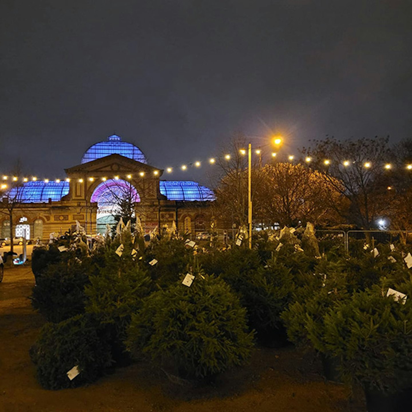 christmas on the hill rental trees