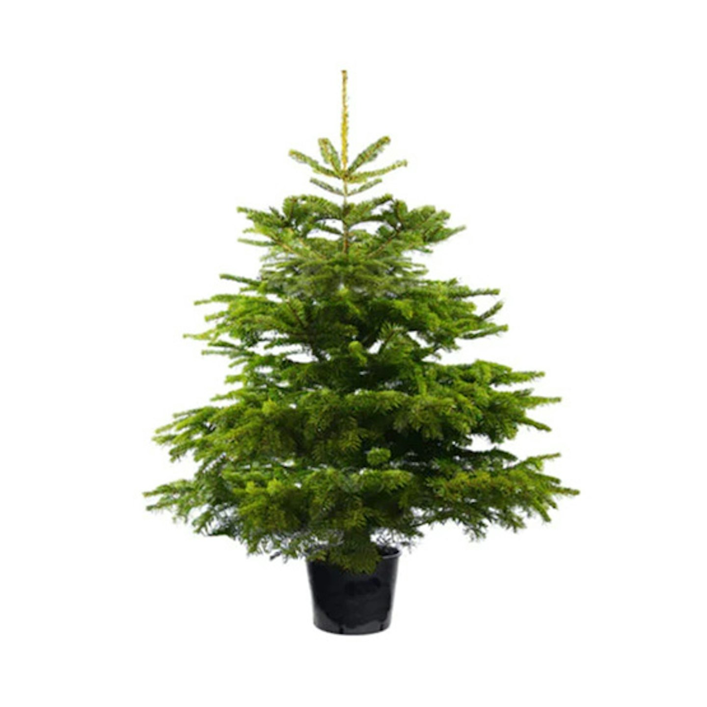 good elf rental christmas tree