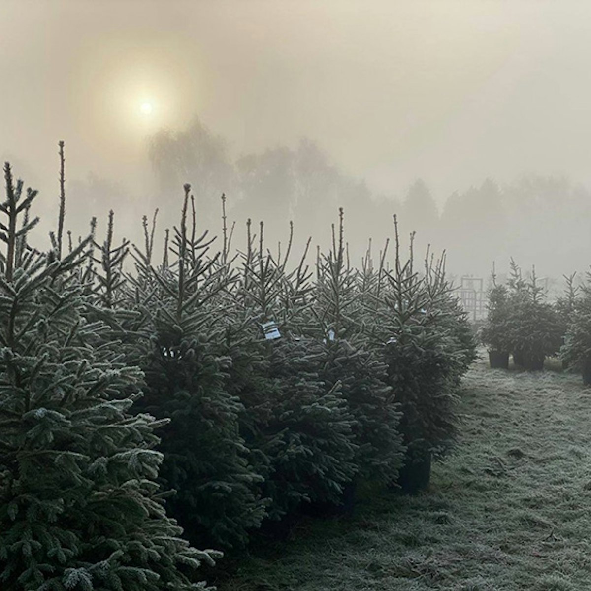 How to rent a Christmas tree Life Yours