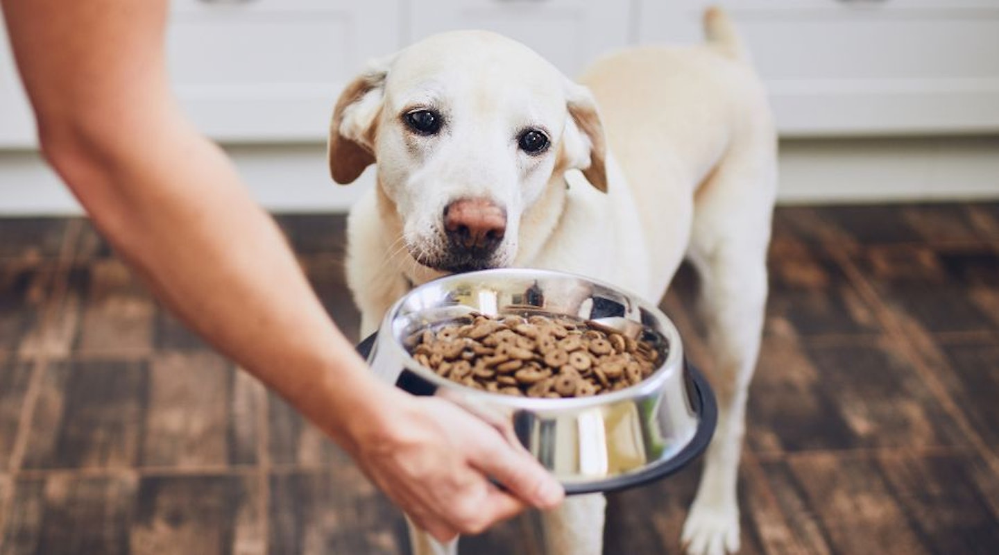 Best dog food to keep your pooch happy at mealtimes