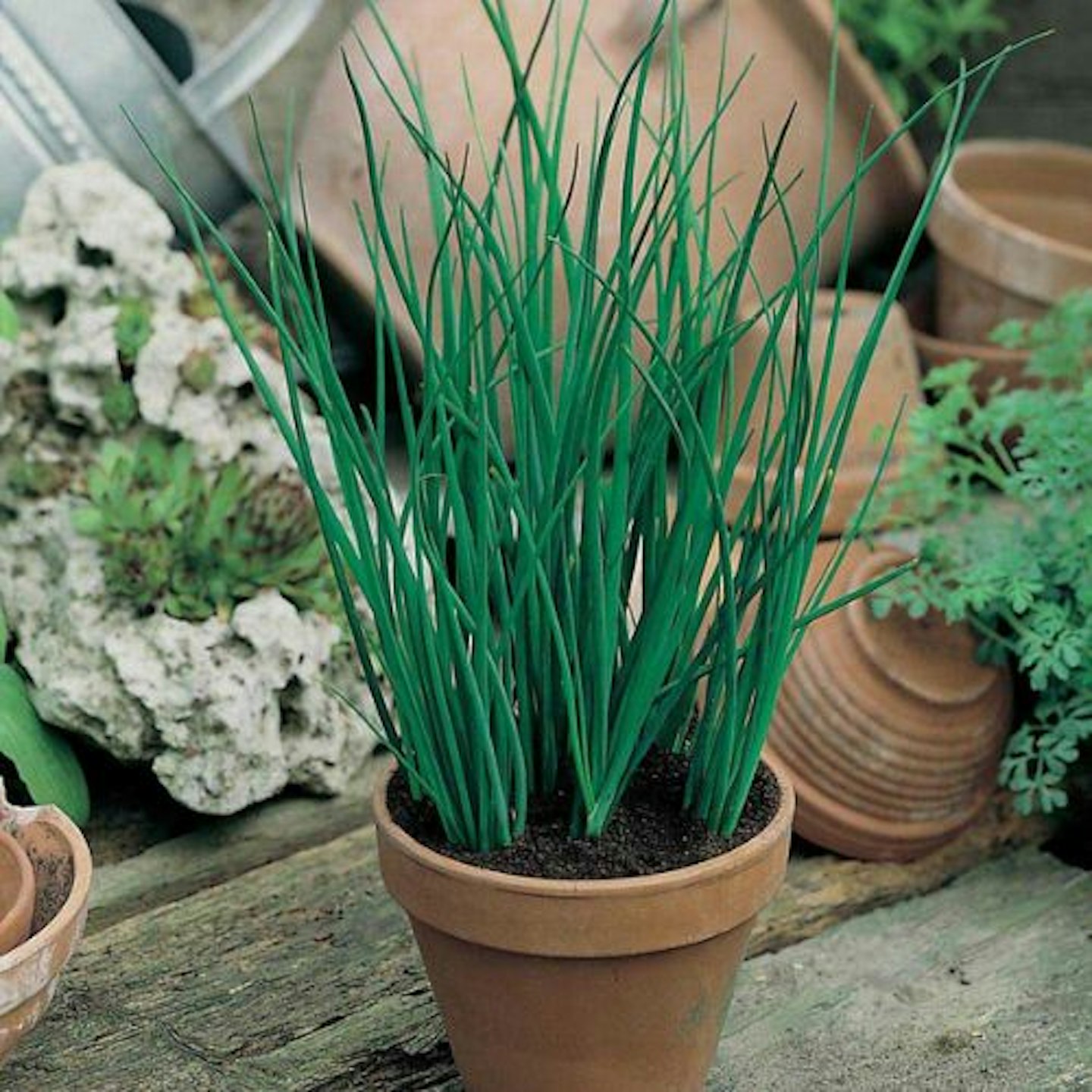 best-herb-garden-ideas-uk-seeds-chive