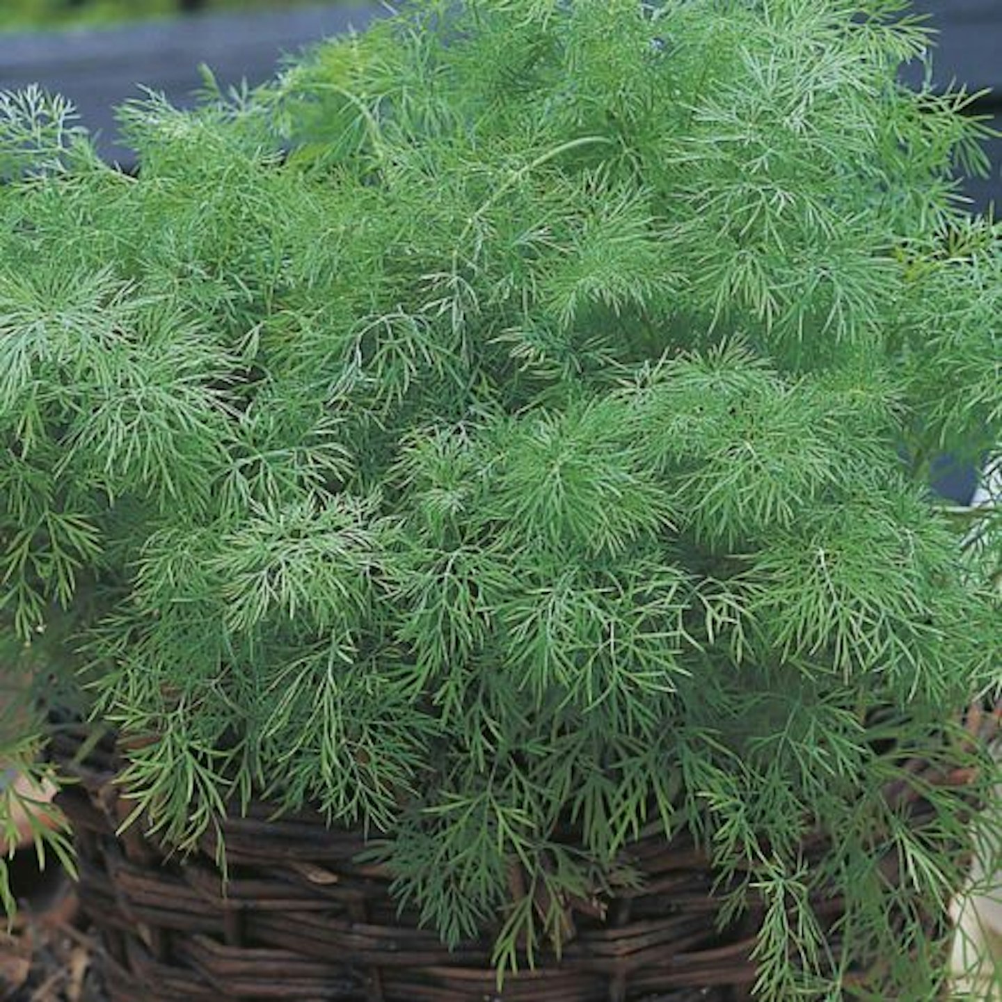 best-herb-garden-ideas-uk-seeds-dill