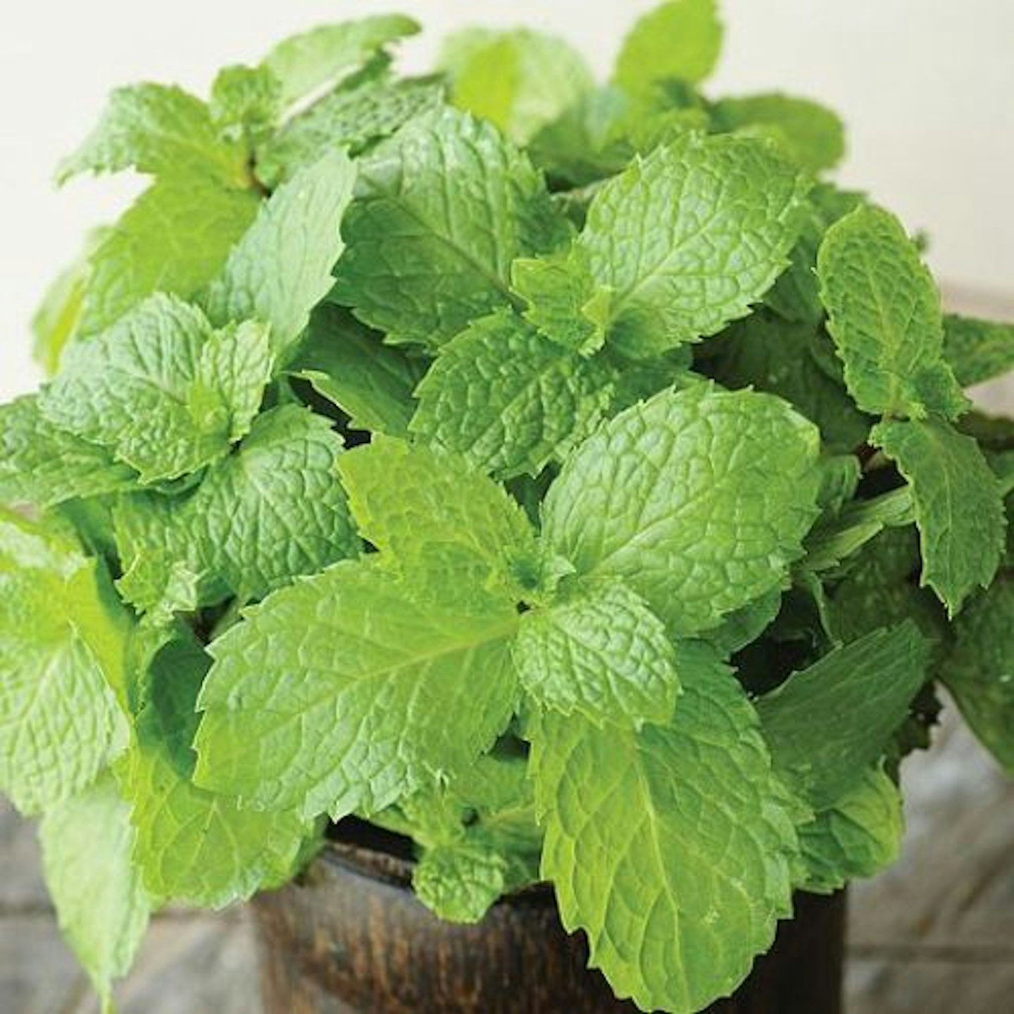 best-herb-garden-ideas-uk-seeds-mint