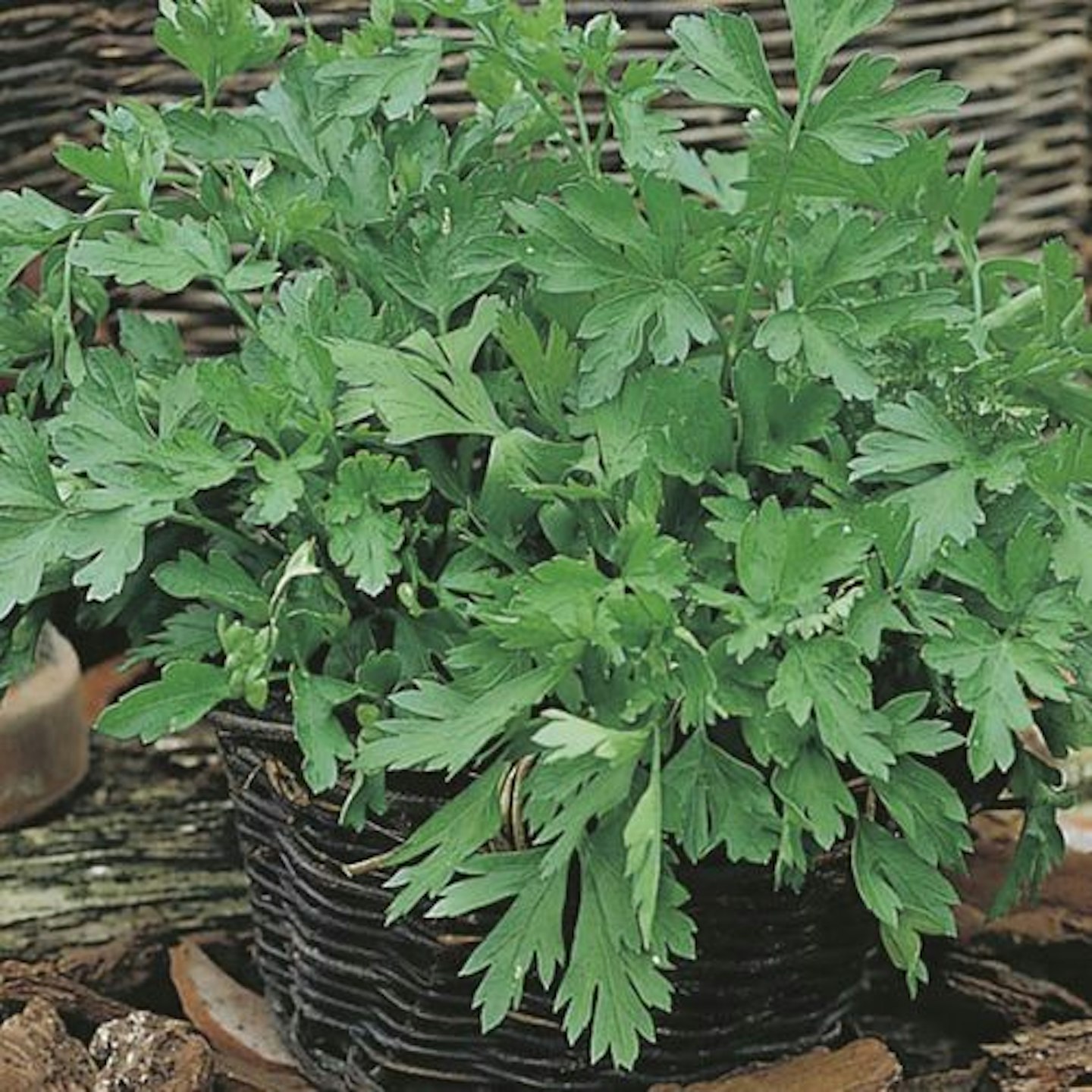 best-herb-garden-ideas-uk-seeds-parsley