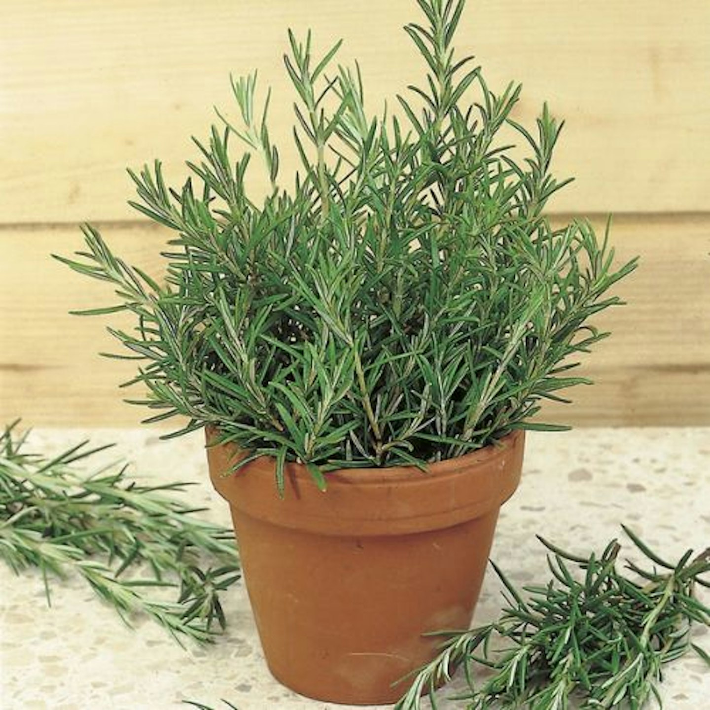 best-herb-garden-ideas-uk-seeds-rosemary