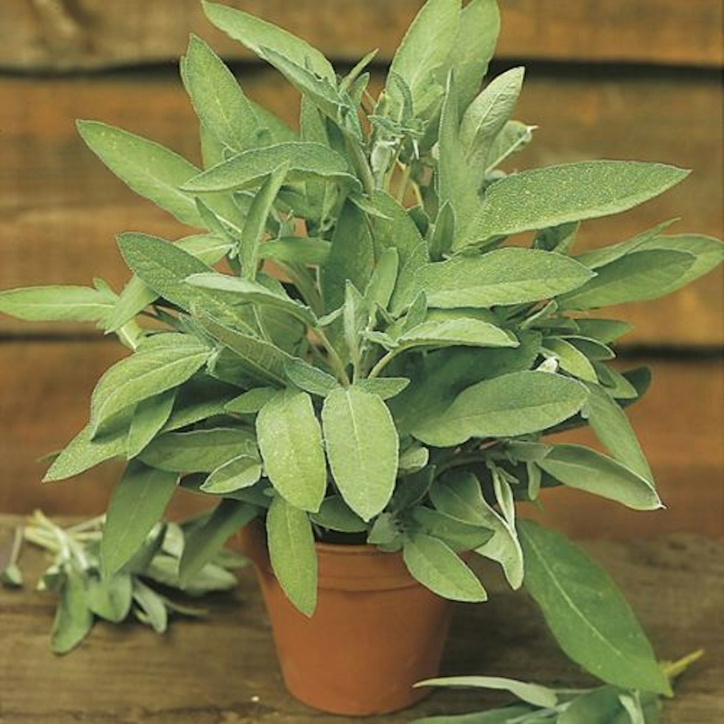 best-herb-garden-ideas-uk-seeds-sage