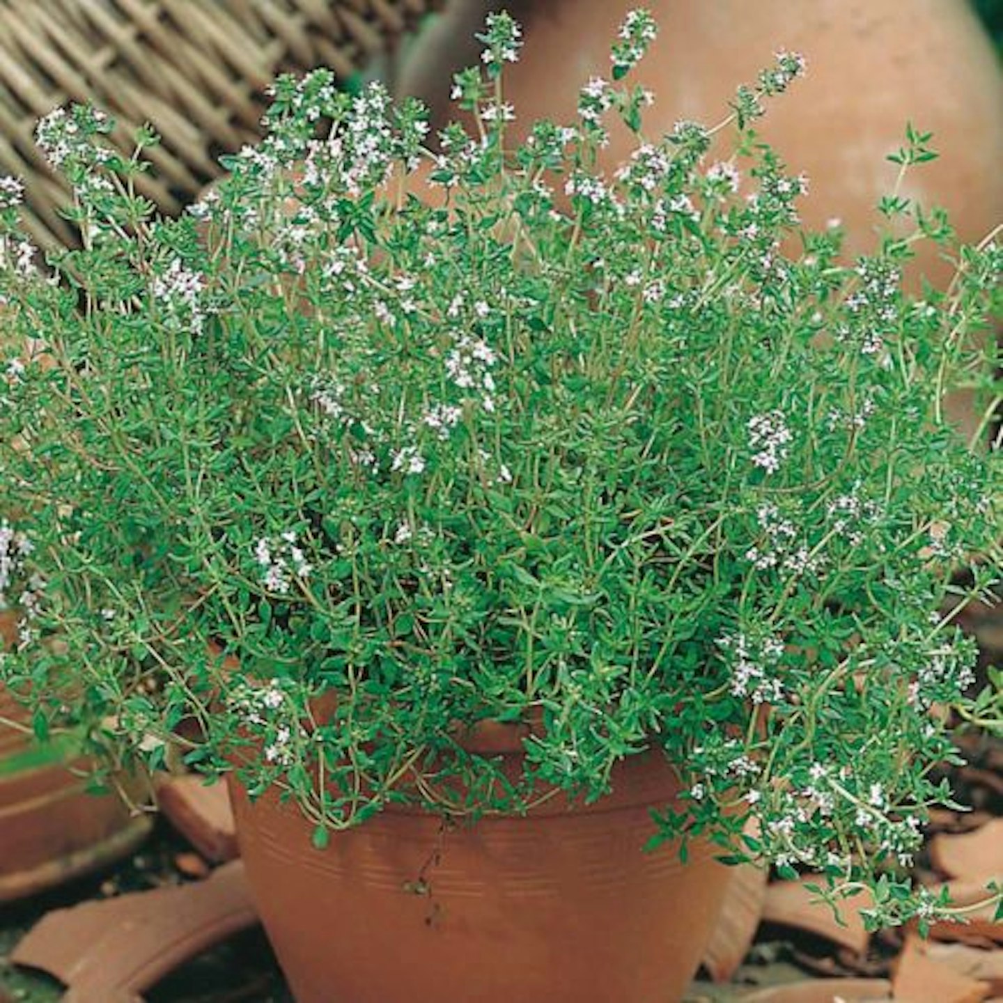 best-herb-garden-ideas-uk-seeds-thyme